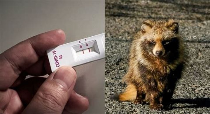 
Do people eat raccoon dogs? All you need to know as new data around COVID-19 origins goes viral 